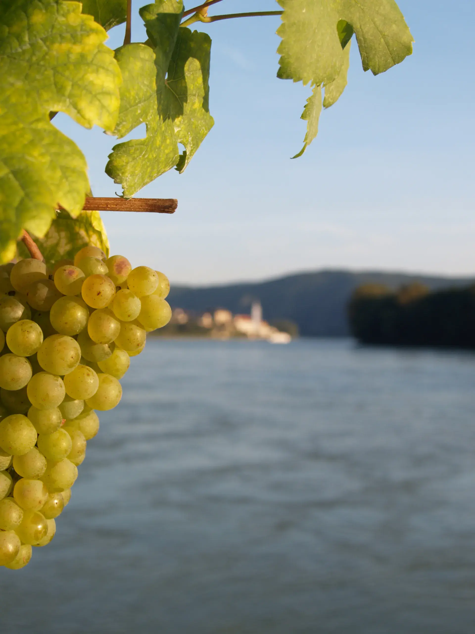 Pfeffel Winery